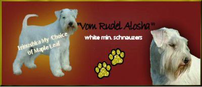 Vom Rudel Alosha, Schnauzers - Home